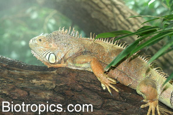 Iguana Iguana