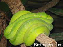 Morelia viridis