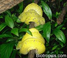 Morelia viridis