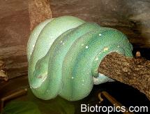 Morelia viridis