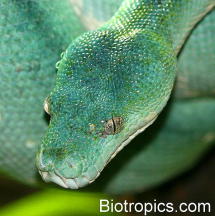 Morelia viridis