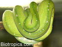 Morelia viridis