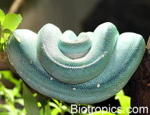 Morelia viridis