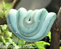 Morelia viridis