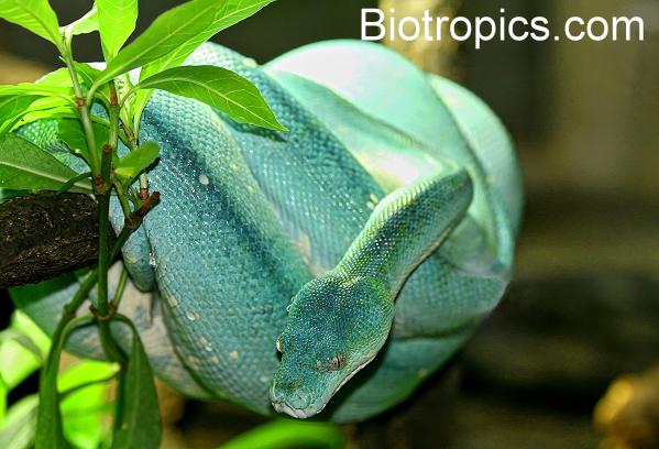 Gr�ner Baumpython (Morelia viridis)