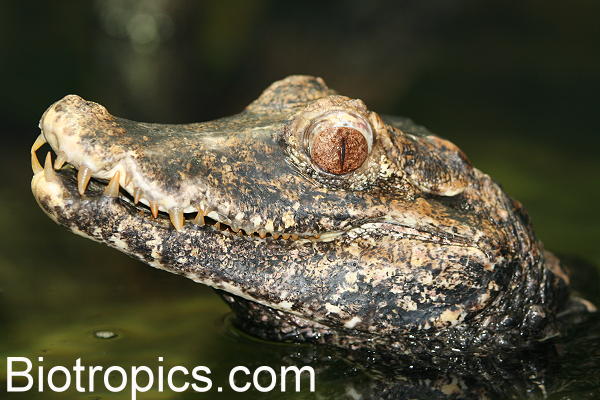 Paleosuchus palpebrosus