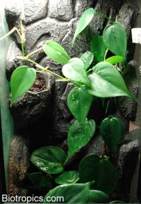 Philodendron scandens