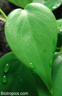 Philodendron- Blatt
