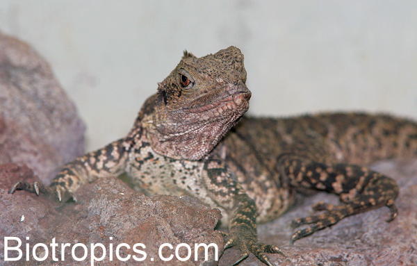 Physignathus lesueurii