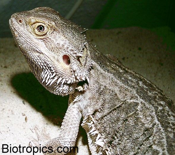 Pogona vitticeps