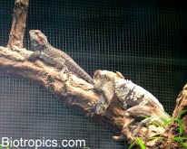 Pogona vitticeps