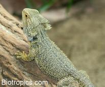 Pogona vitticeps