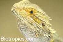 Pogona vitticeps
