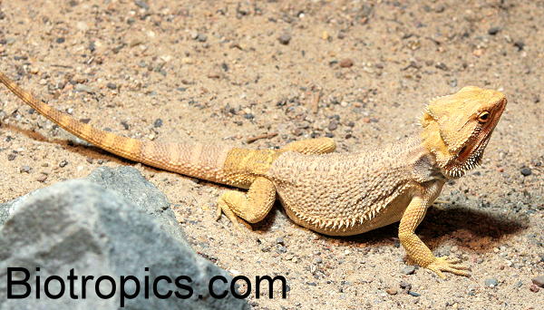 Pogona vitticeps