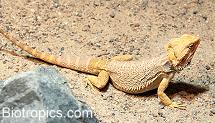 Pogona vitticeps