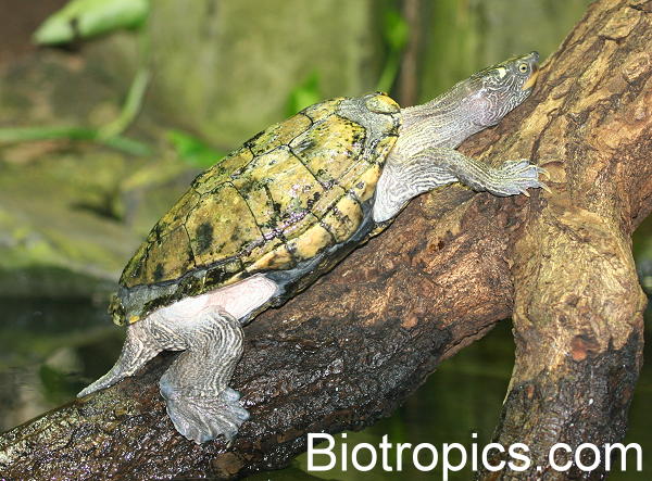 Pseudemys concinna