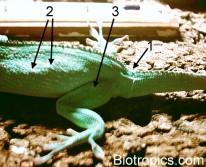 Rachitis bei Anolis equestris