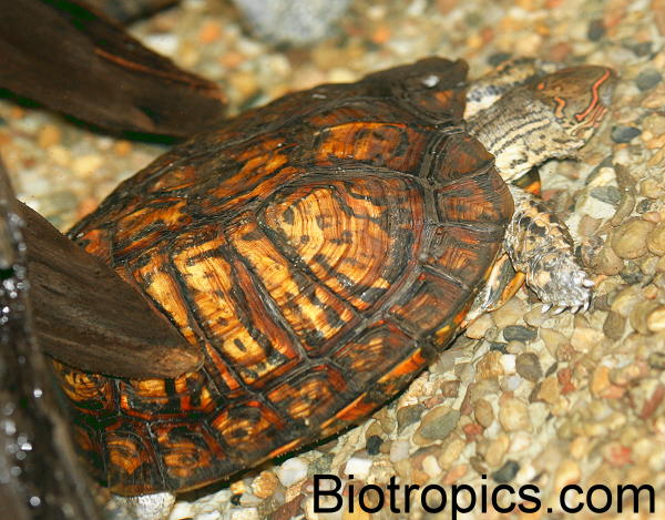 Rhinoclemmys pulcherrima