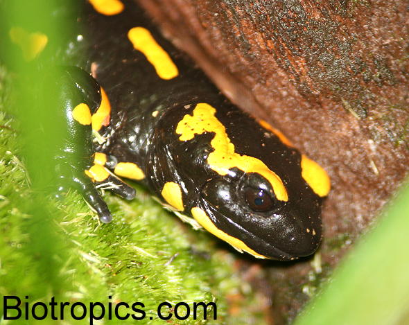 Feuersalamander