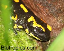 Salamandra salamandra terrestris