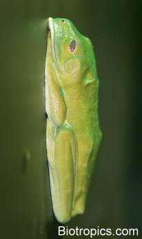 Agalychnis callidryas in Schlafstellung