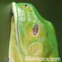 Schlafender Rotaugenlaubfrosch