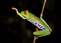 Agalychnis callidryas