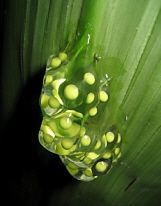 Gelege von Agalychnis callidryas