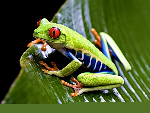 Agalychnis callidryas
