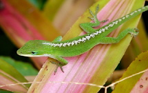 Anolis carolinensis