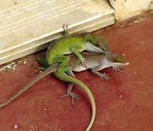 Anolis carolinensis