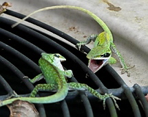 Anolis carolinensis Anolis carolinensis