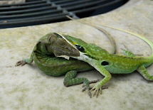 Anolis carolinensis