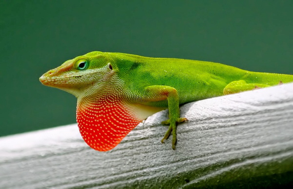 Anolis carolinensis