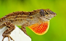 Anolis sagrei