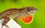 Anolis sagrei
