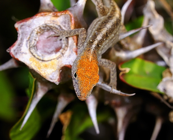 Anolis sagrei mit rotem Kopf