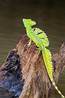 Basiliscus plumifrons