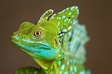 Basiliscus plumifrons
