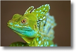 Basiliscus plumifrons
