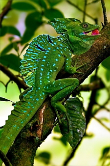 Basiliscus plumifrons