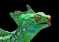 Basiliscus plumifrons