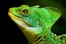 Basiliscus plumifrons