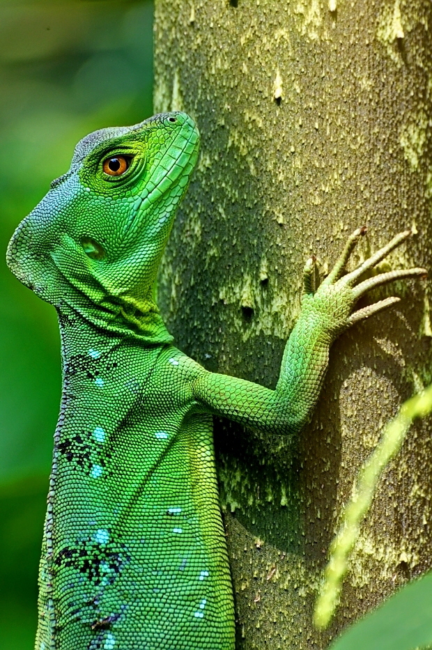 Basiliscus plumifrons