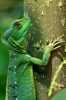 Basiliscus plumifrons
