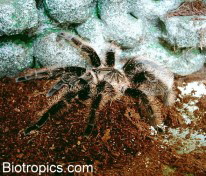 Brachypelma albopilosum