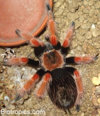 Brachypelma boehmei