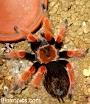 Brachypelma boehmei