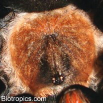 Brachypelma boehmei - Carapax