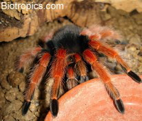 Brachypelma boehmei